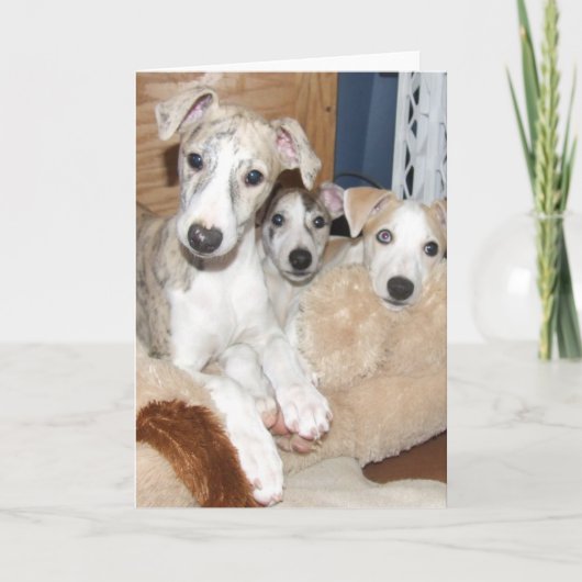 Whippet puppykaart kaart (Voorkant)