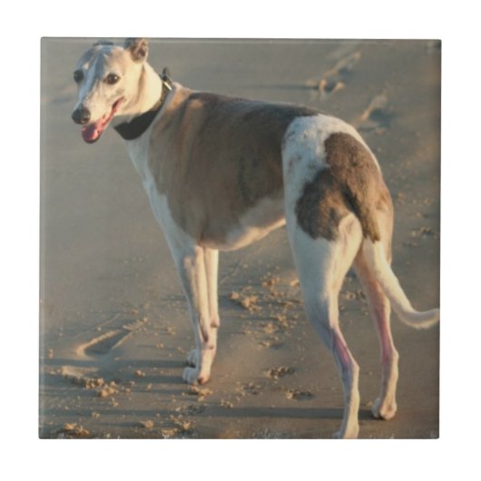 Whippet Tile Tegeltje (Voorkant)