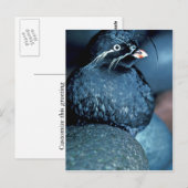 Whiskered Auklet Briefkaart (Voorkant / Achterkant)