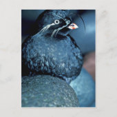 Whiskered Auklet Briefkaart (Voorkant)