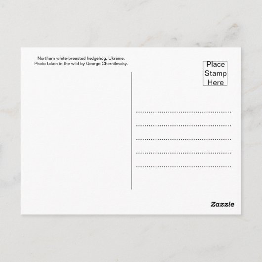 Whiskered Wanderer: Egel met witte borst Briefkaart (Achterkant)