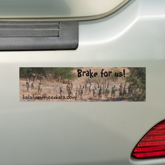 Whiskers Bumpersticker (Op auto)