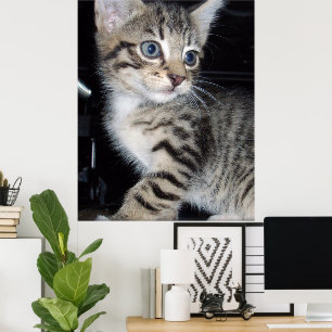 Whiskers of Trouble: Het ondeugende Tabby Kitten Poster