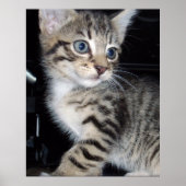Whiskers of Trouble: Het ondeugende Tabby Kitten Poster (Voorkant)