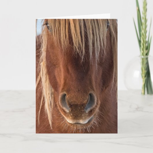 "Whiskers" Opmerking Kaart (Voorkant)