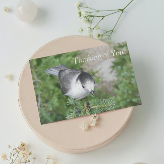 Whiskey Jack Foto Denken aan U Blank Kaart