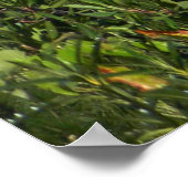 Whiskeytown Lake in Summer..... Poster (Hoek)