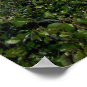 Whiskeytown Lake... Poster (Hoek)