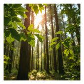 Whispering Forest Foto Afdruk (Voorkant)