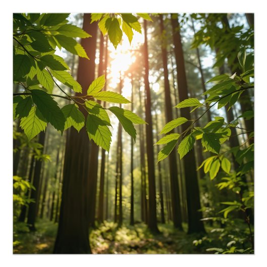 Whispering Forest Foto Afdruk (Voorkant)