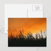 Whispering Reeds op Smokey Sunset Briefkaart (Voorkant / Achterkant)