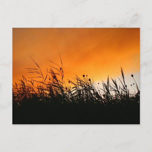 Whispering Reeds op Smokey Sunset Briefkaart (Voorkant)