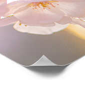 Whispers of Spring – Cherry Blossoms at Dusk Poster (Hoek)
