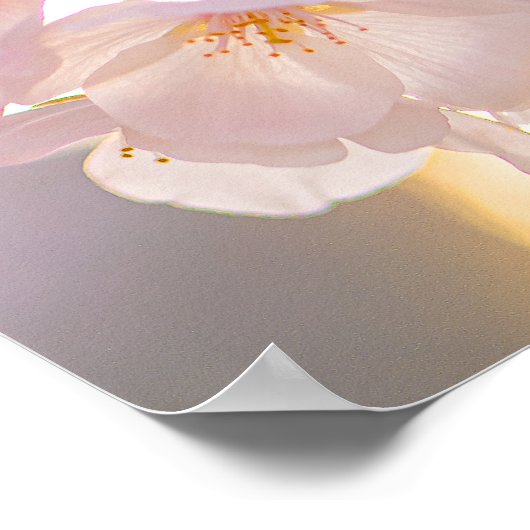 Whispers of Spring – Cherry Blossoms at Dusk Poster (Hoek)