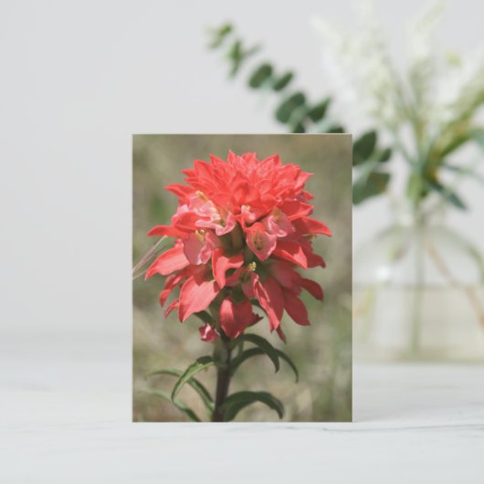 Whispers van de Wilde: Indische penseel Briefkaart (Staand voorkant)