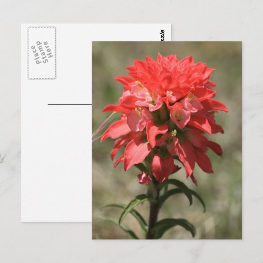 Whispers van de Wilde: Indische penseel Briefkaart (Voorkant / Achterkant)