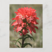 Whispers van de Wilde: Indische penseel Briefkaart (Voorkant)