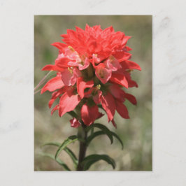 Whispers van de Wilde: Indische penseel Briefkaart