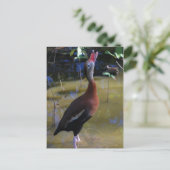 Whistling Duck Briefkaart (Staand voorkant)