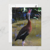 Whistling Duck Briefkaart (Voorkant / Achterkant)