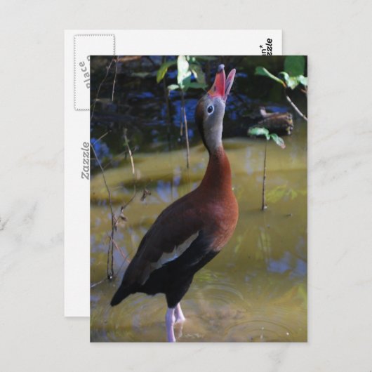 Whistling Duck Briefkaart (Voorkant / Achterkant)