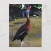Whistling Duck Briefkaart (Voorkant)