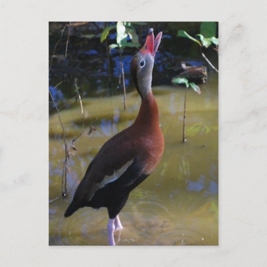 Whistling Duck Briefkaart (Voorkant)
