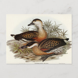 Whistling Duck van Elizabeth Gould Briefkaart