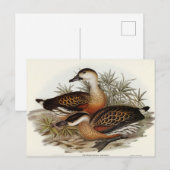 Whistling Duck van Elizabeth Gould Briefkaart (Voorkant / Achterkant)