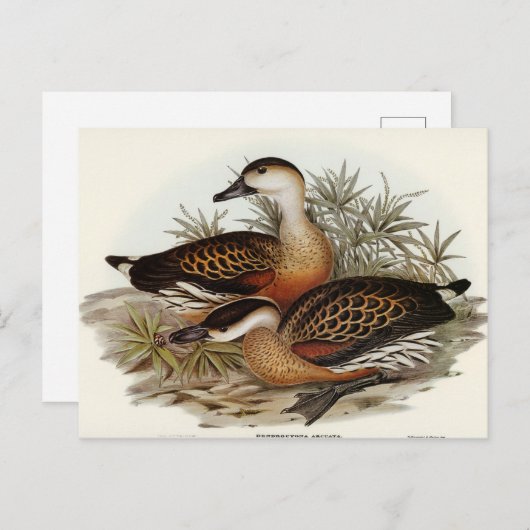 Whistling Duck van Elizabeth Gould Briefkaart (Voorkant / Achterkant)