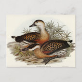 Whistling Duck van Elizabeth Gould Briefkaart (Voorkant)