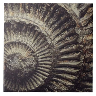 Whitby Ammonite — grote indruk Tegeltje