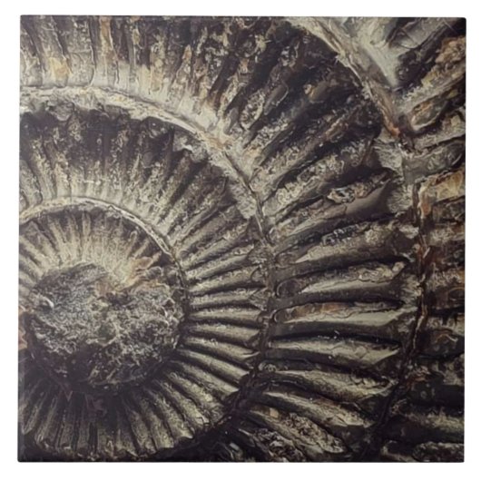 Whitby Ammonite — grote indruk Tegeltje (Voorkant)
