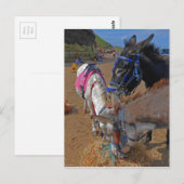 Whitby Donkeys Briefkaart (Voorkant / Achterkant)