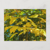 Whitcher Hazel briefkaart (Voorkant)