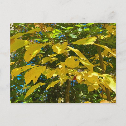 Whitcher Hazel briefkaart (Voorkant)