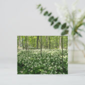 White A field of trilliums, Niagara Herfst bloemen Briefkaart (Staand voorkant)