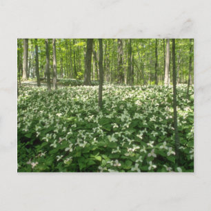 White A field of trilliums, Niagara Herfst bloemen Briefkaart