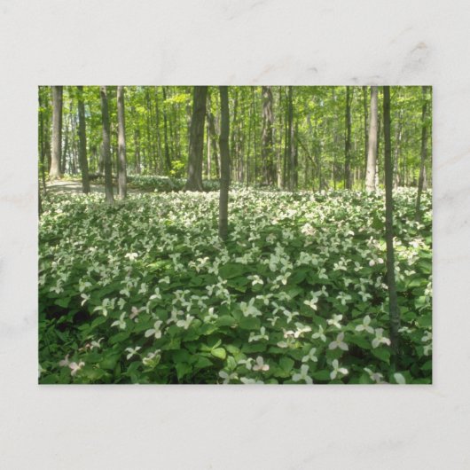 White A field of trilliums, Niagara Herfst bloemen Briefkaart (Voorkant)