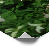 White A field of trilliums, Niagara Herfst bloemen Poster (Hoek)