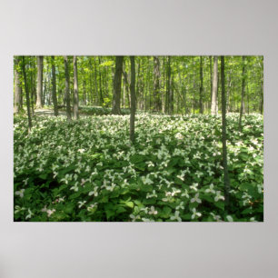 White A field of trilliums, Niagara Herfst bloemen Poster