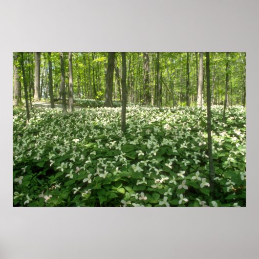 White A field of trilliums, Niagara Herfst bloemen Poster (Voorkant)