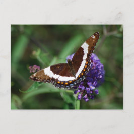 White Admiral Butterfly Briefkaart