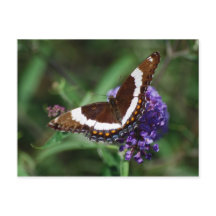White Admiral Butterfly Briefkaart