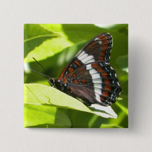 White Admiral Butterfly Vierkante Button 5,1 Cm (Voorkant)