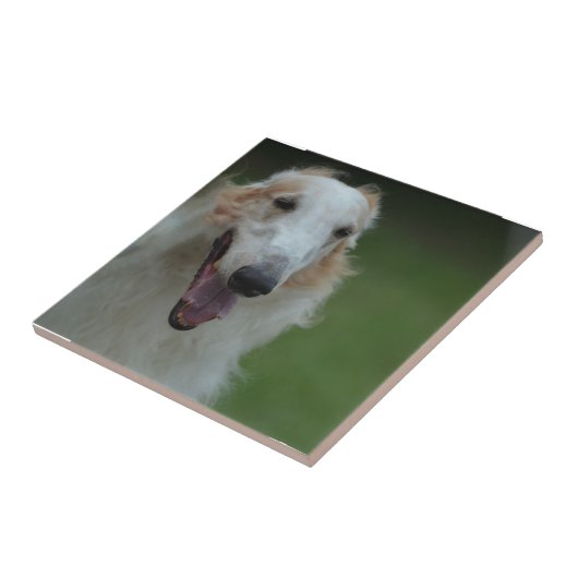 White Afghan Hound Tegeltje (Zijkant)