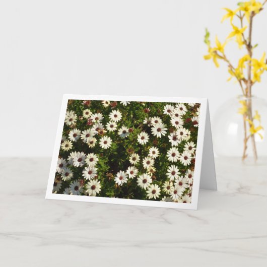 White African Daisies Kaart (Gele Bloem)