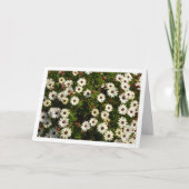 White African Daisies Kaart (Voorkant)