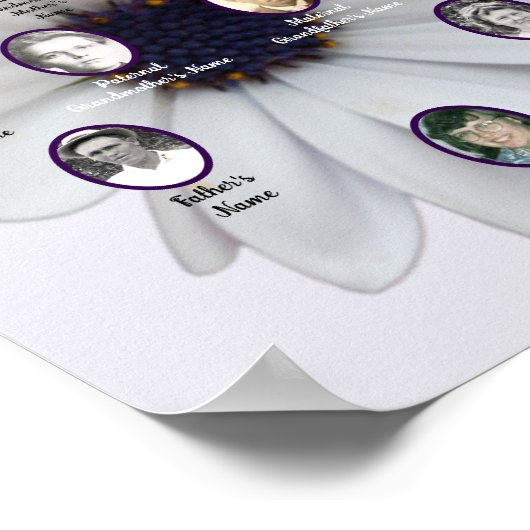 White African Daisy Oval Ancestor Photos Poster (Hoek)