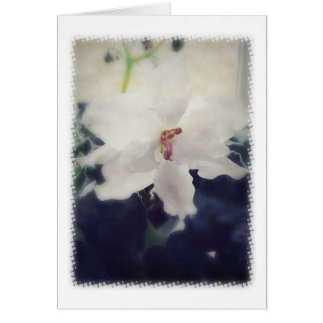 White African Violet Flower (Voorkant)